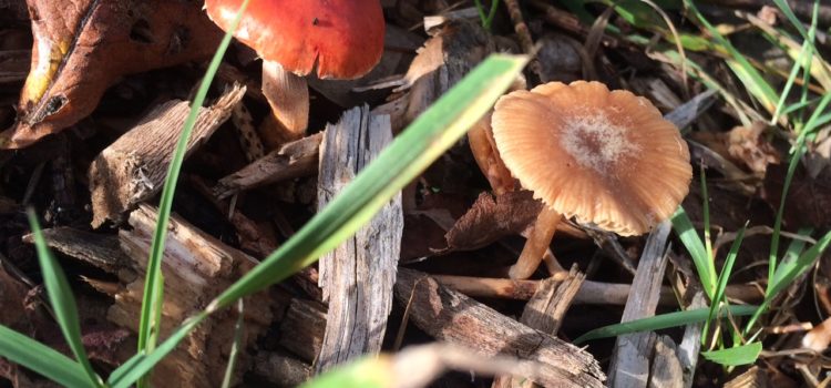 2016 Fall workshops at AVP: a recap little baby mushrooms poking through the soil on a sunny autumn day