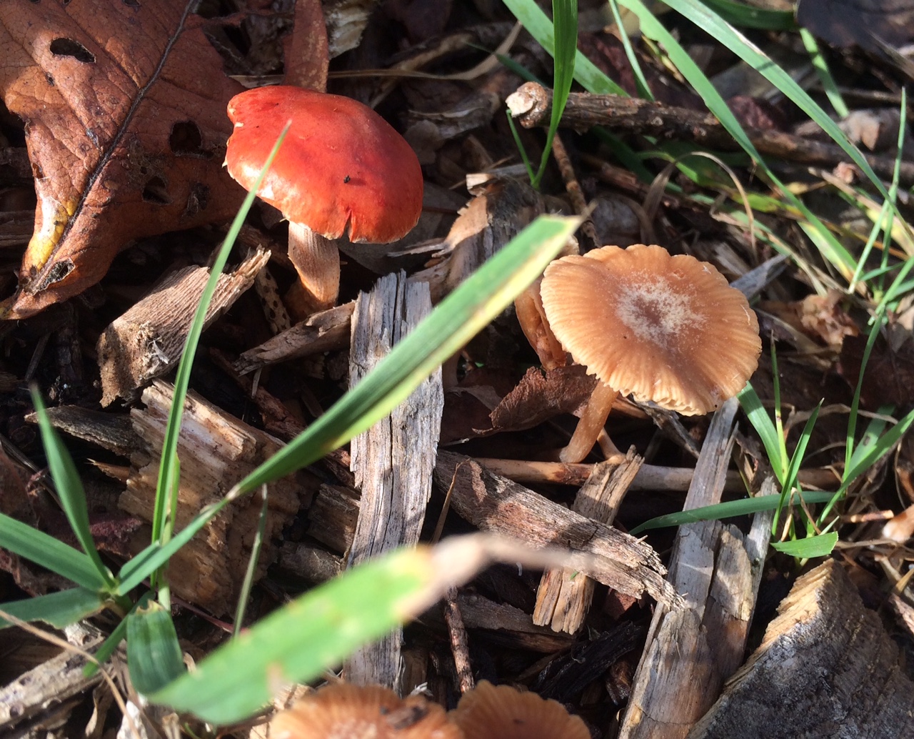 little baby mushrooms poking through the soil on a sunny autumn day