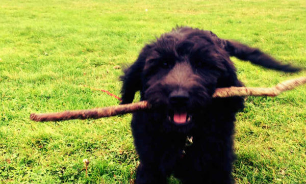Bruce is a happy social dog with a stick! And friends!