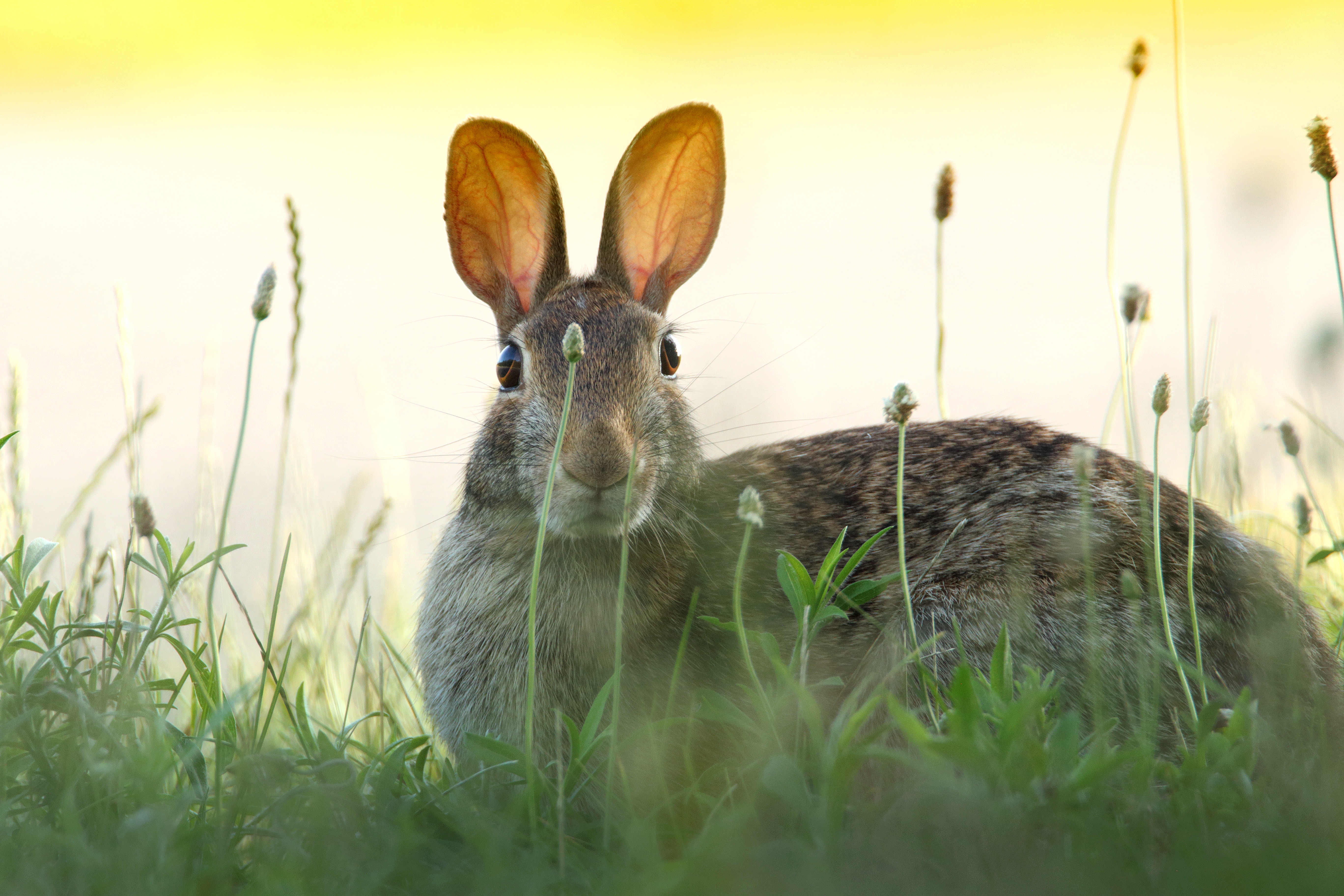 a rabbit is seen with ear ups, peaking through thin stands of grass. Light yellows in the background suggest a sunny day, but the rabbit is in shade. The sun shines through the rabbits raised ears.