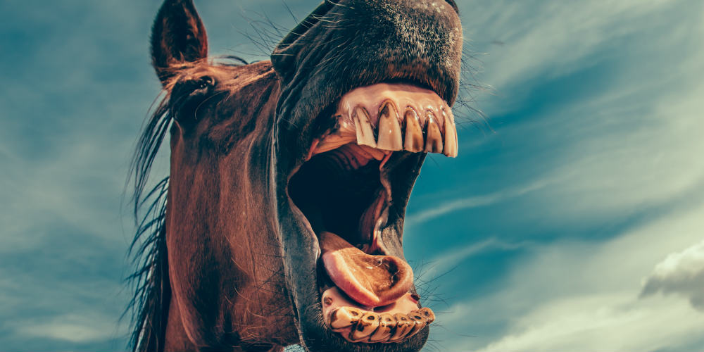 A horse pulls back their lips to reveal huge and mildly dirty teeth. looks like the horse is yelling. probably yelling about dress codes and how messed up they can be.