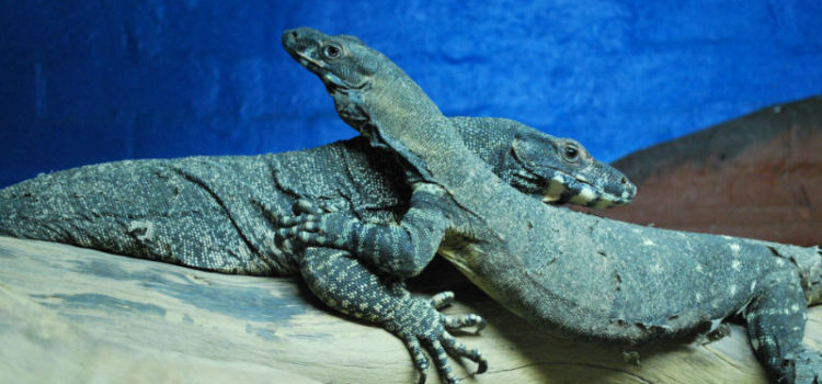 Do you want to hug? Creative ways to ask for a hug Photo of two reptiles that seem to be embracing