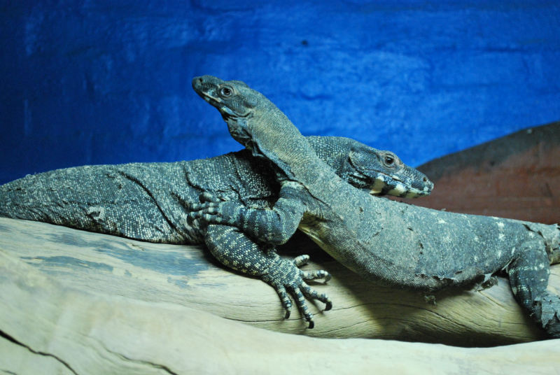 Photo of two reptiles that seem to be embracing