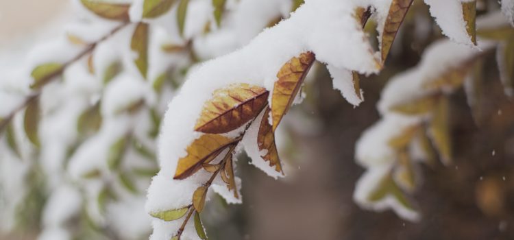What did we get up to last term? Photo of orange and green leaves on a branch laden with snow.