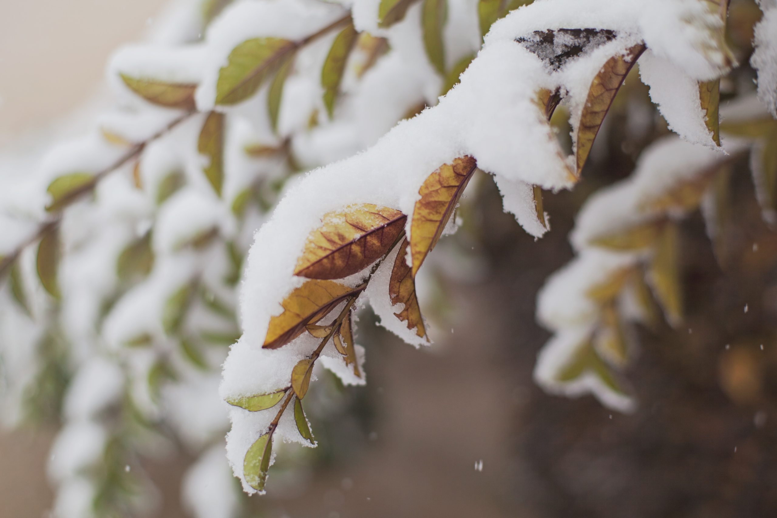 Photo of orange and green leaves on a branch laden with snow.