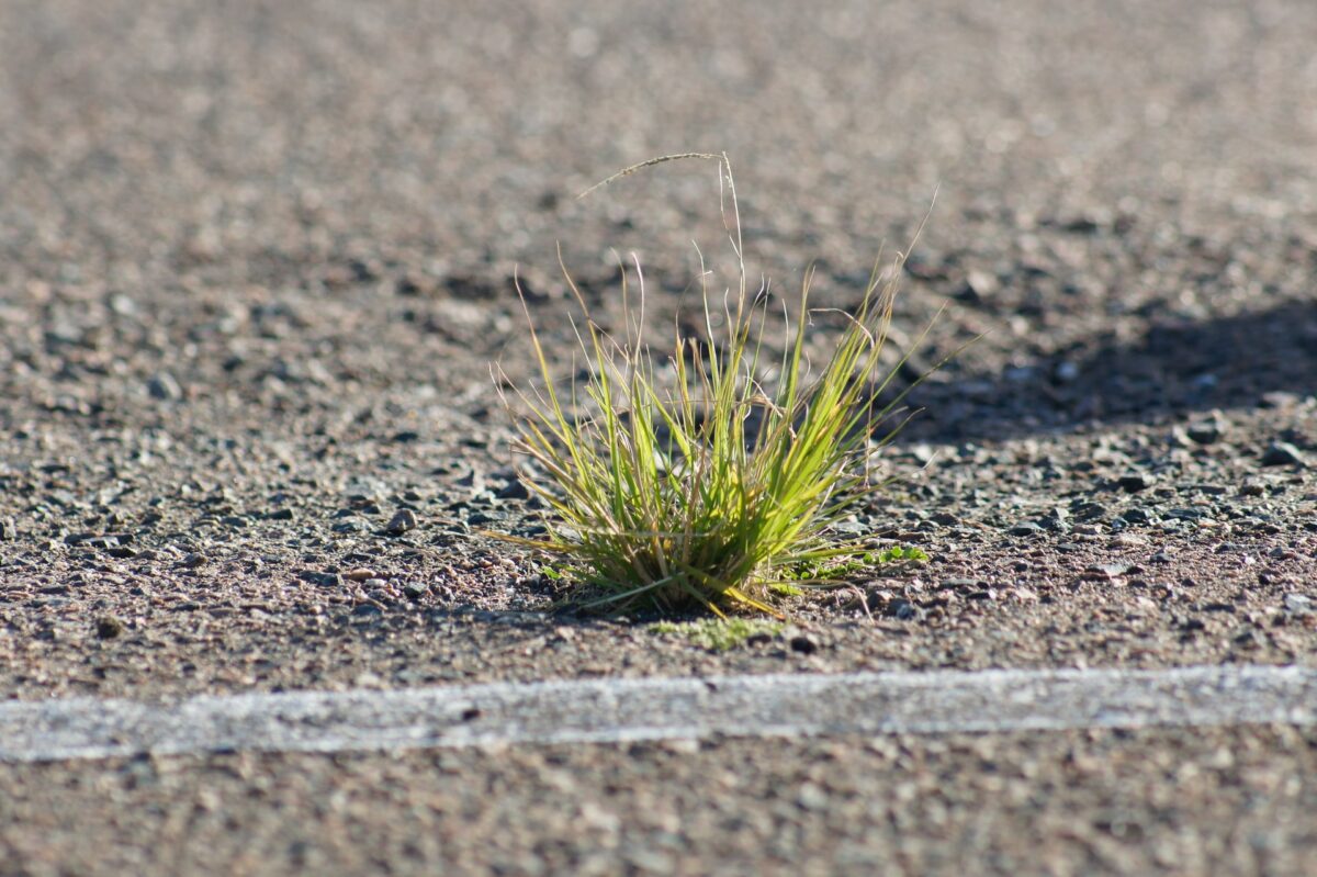 image of grass sprouting from concrete